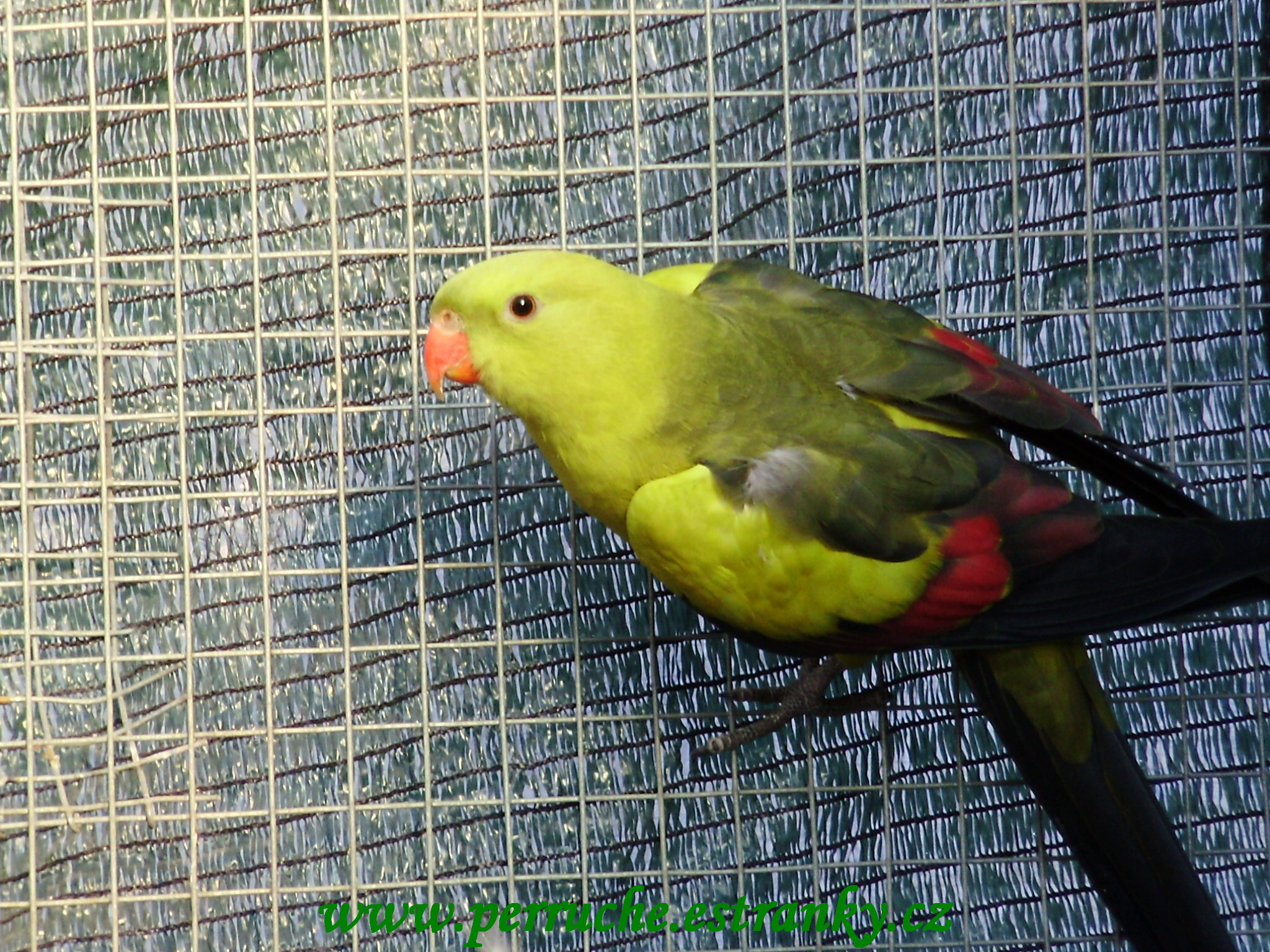 Kouřový 2011 003.jpg
