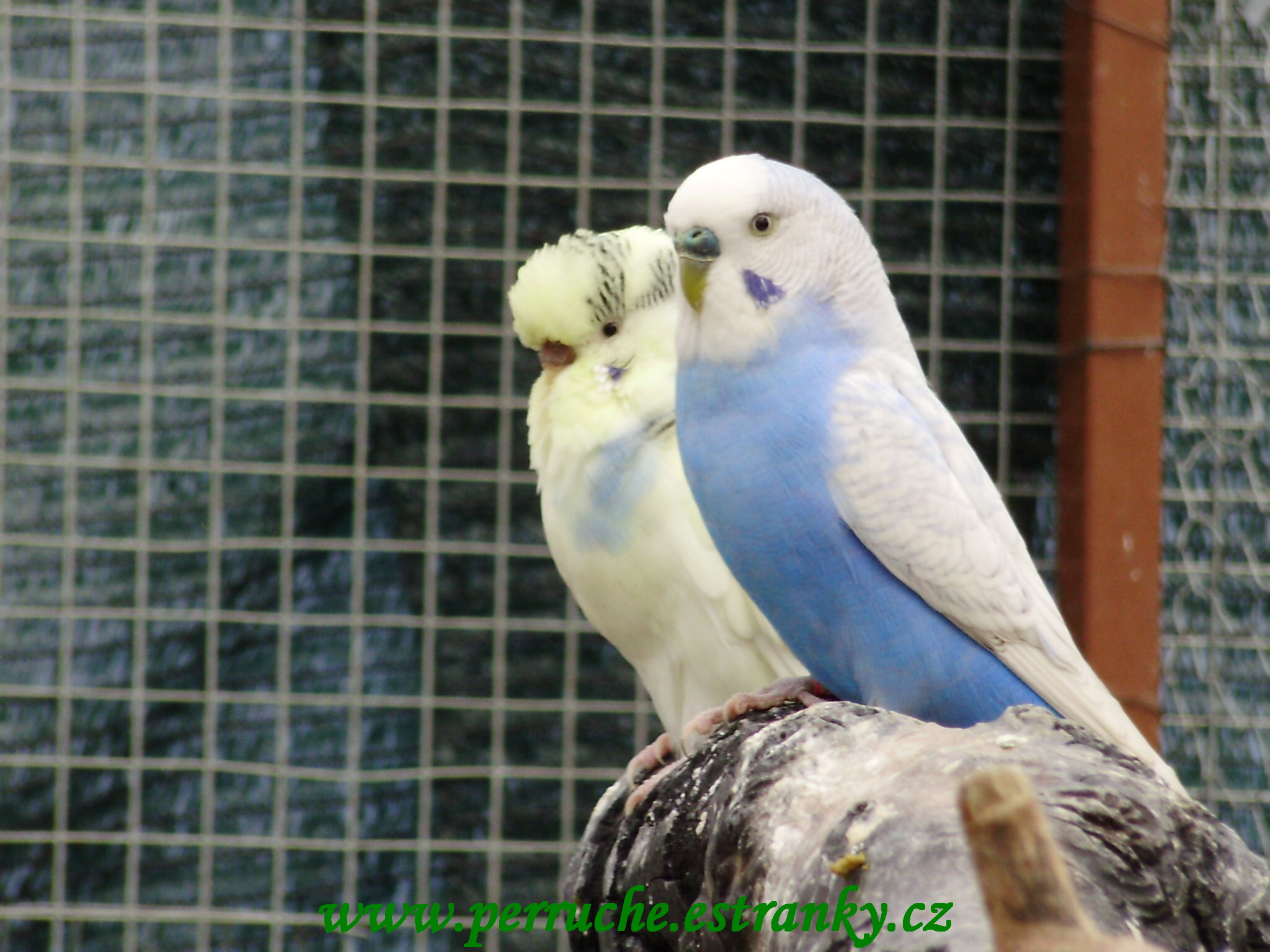 Andulky 2011 001.jpg