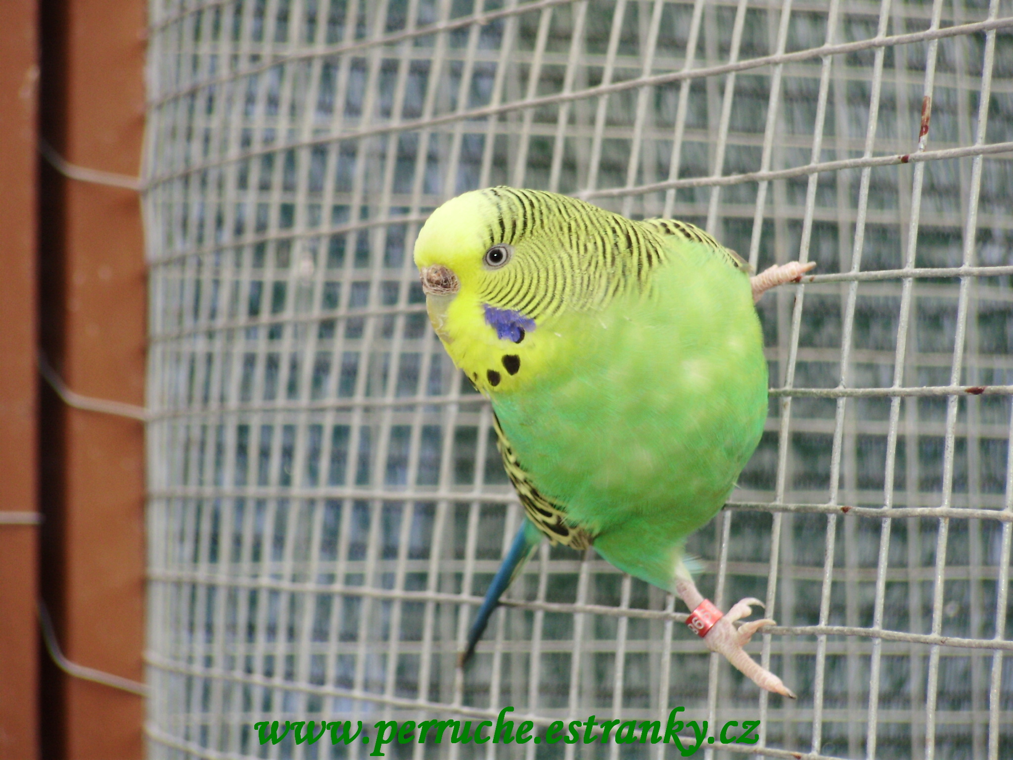 Andulky 2011 004.jpg