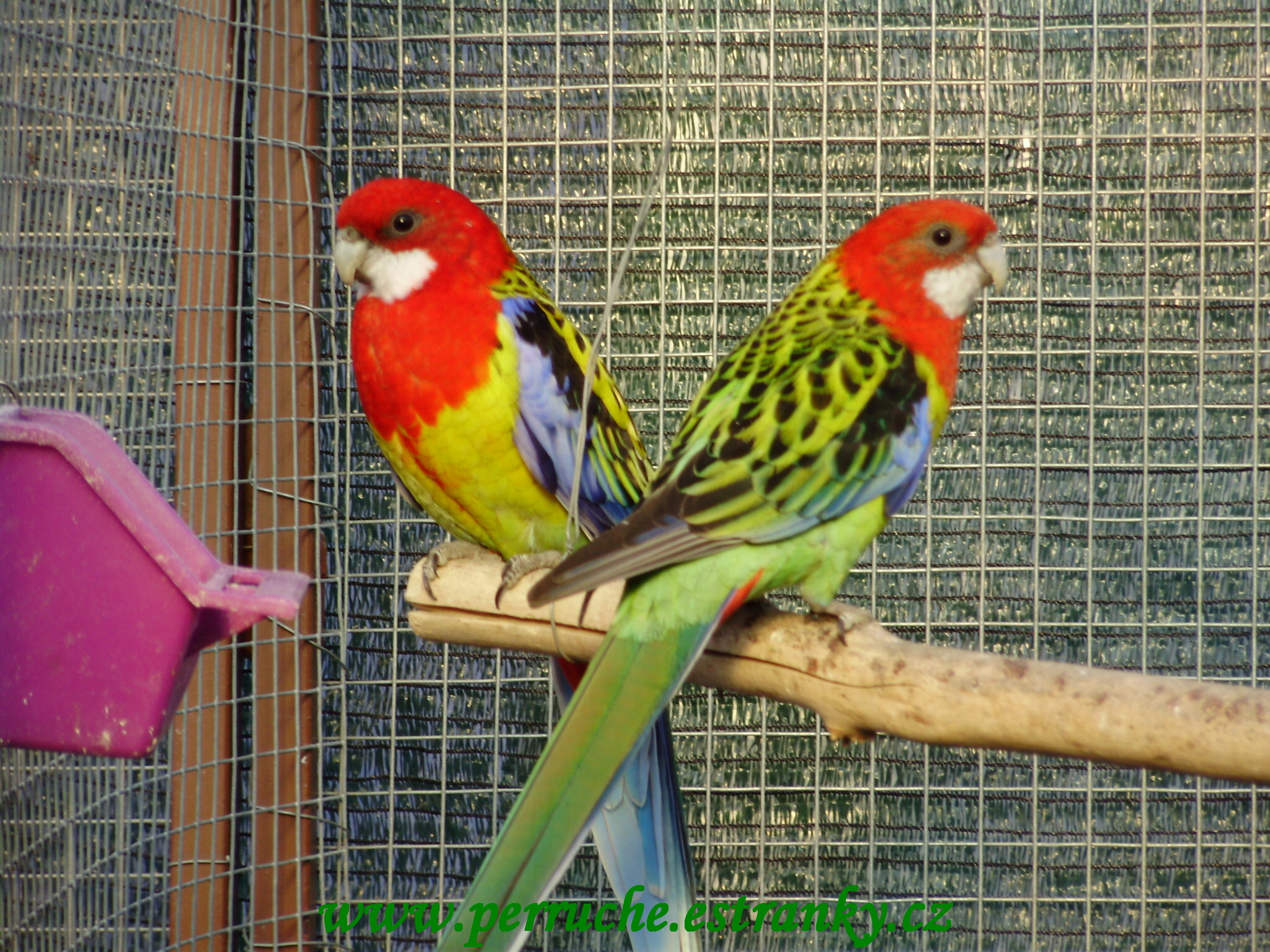 Rosely 2011 001.jpg