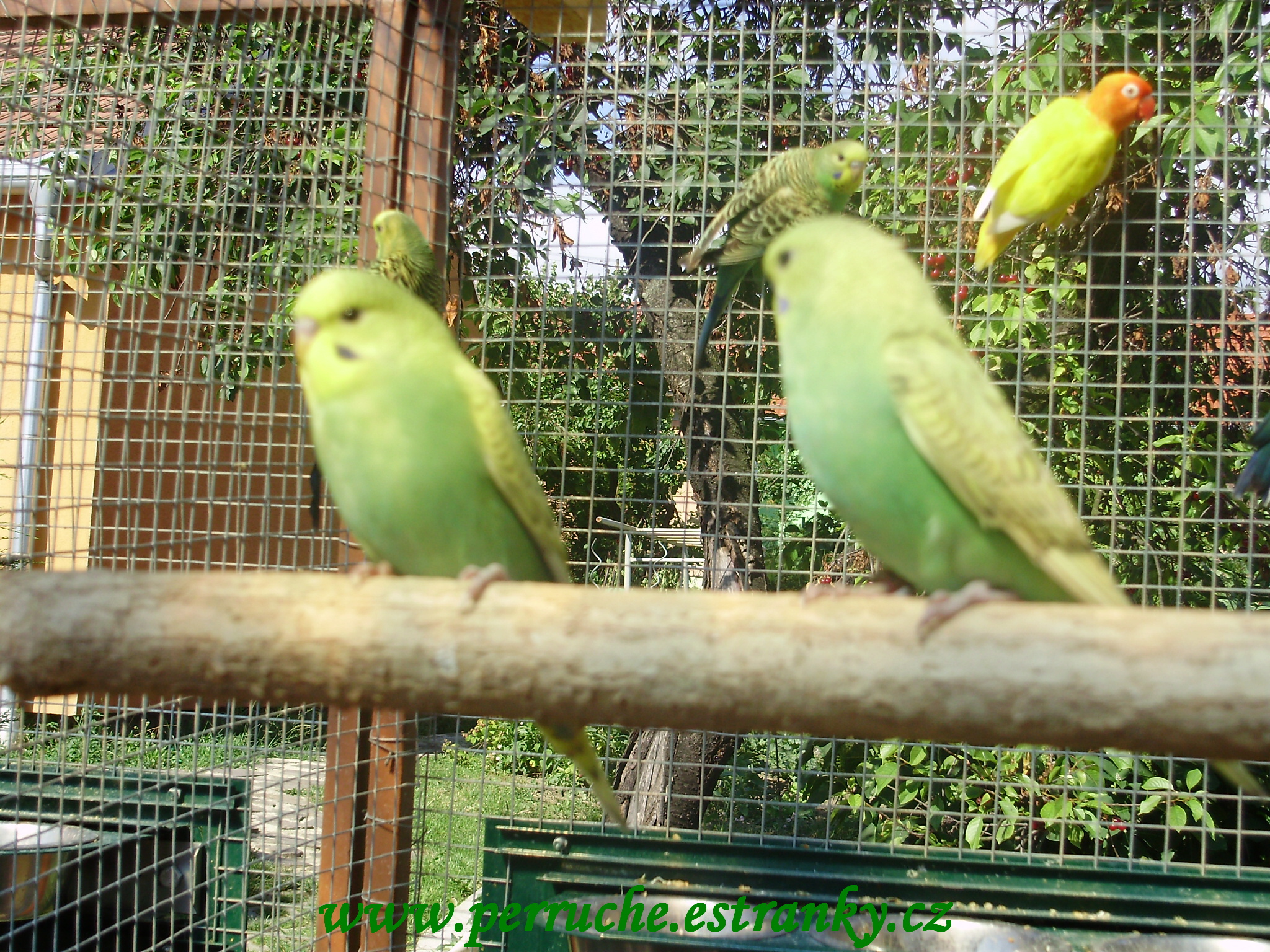 Andulky 2011 010