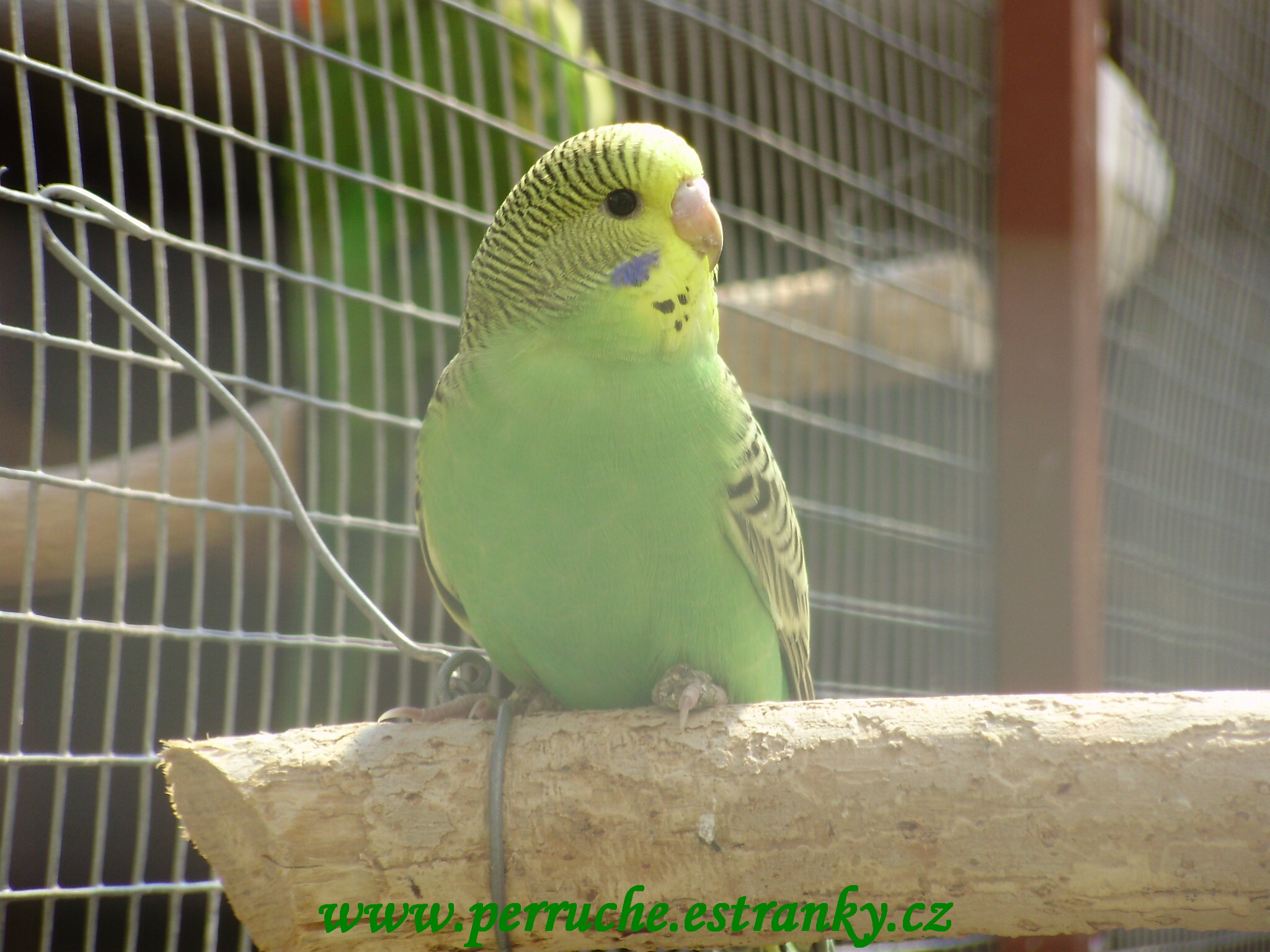 Andulky 2011 012