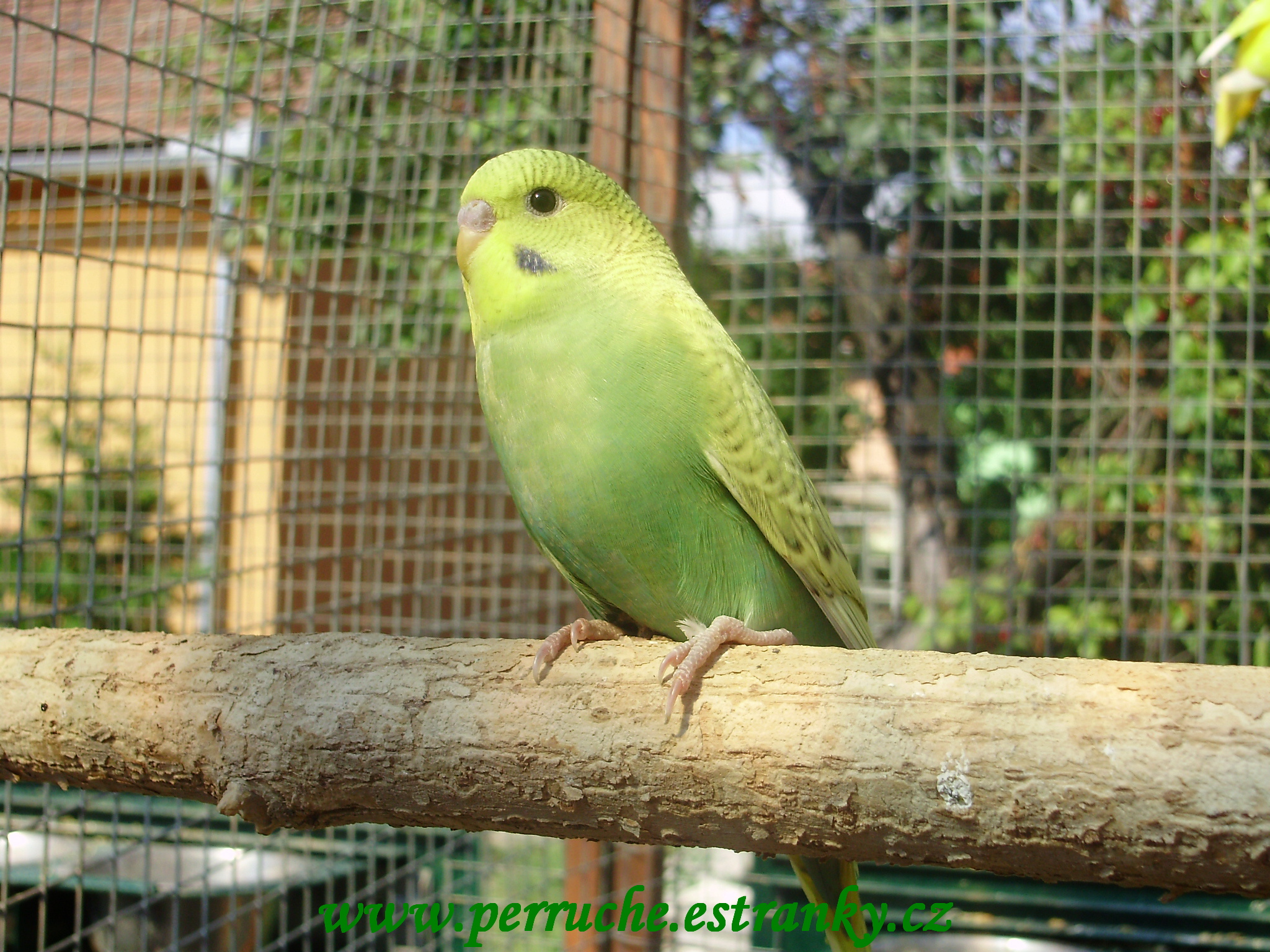 Andulky 2011 015