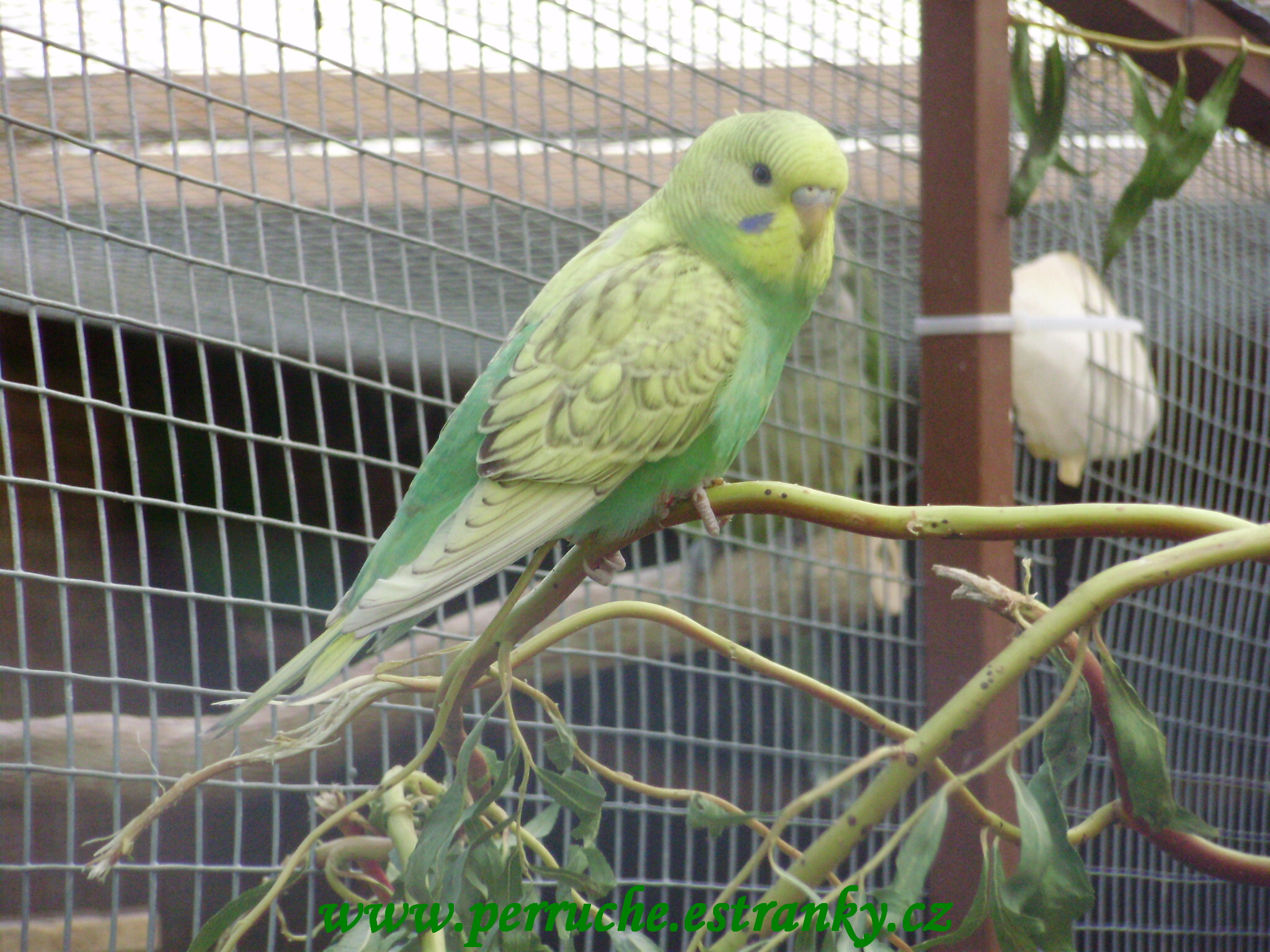 Andulky 2011 021