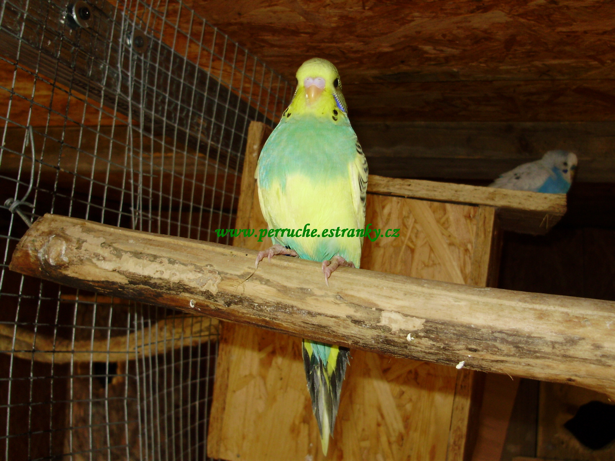 Andulky 2012 2