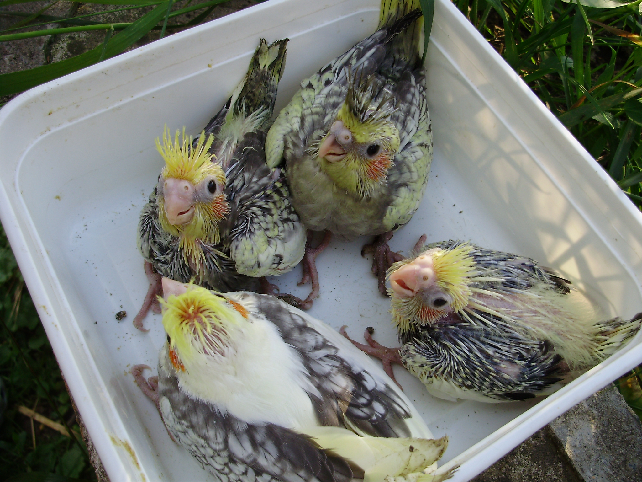 perlové 2010 003.jpg