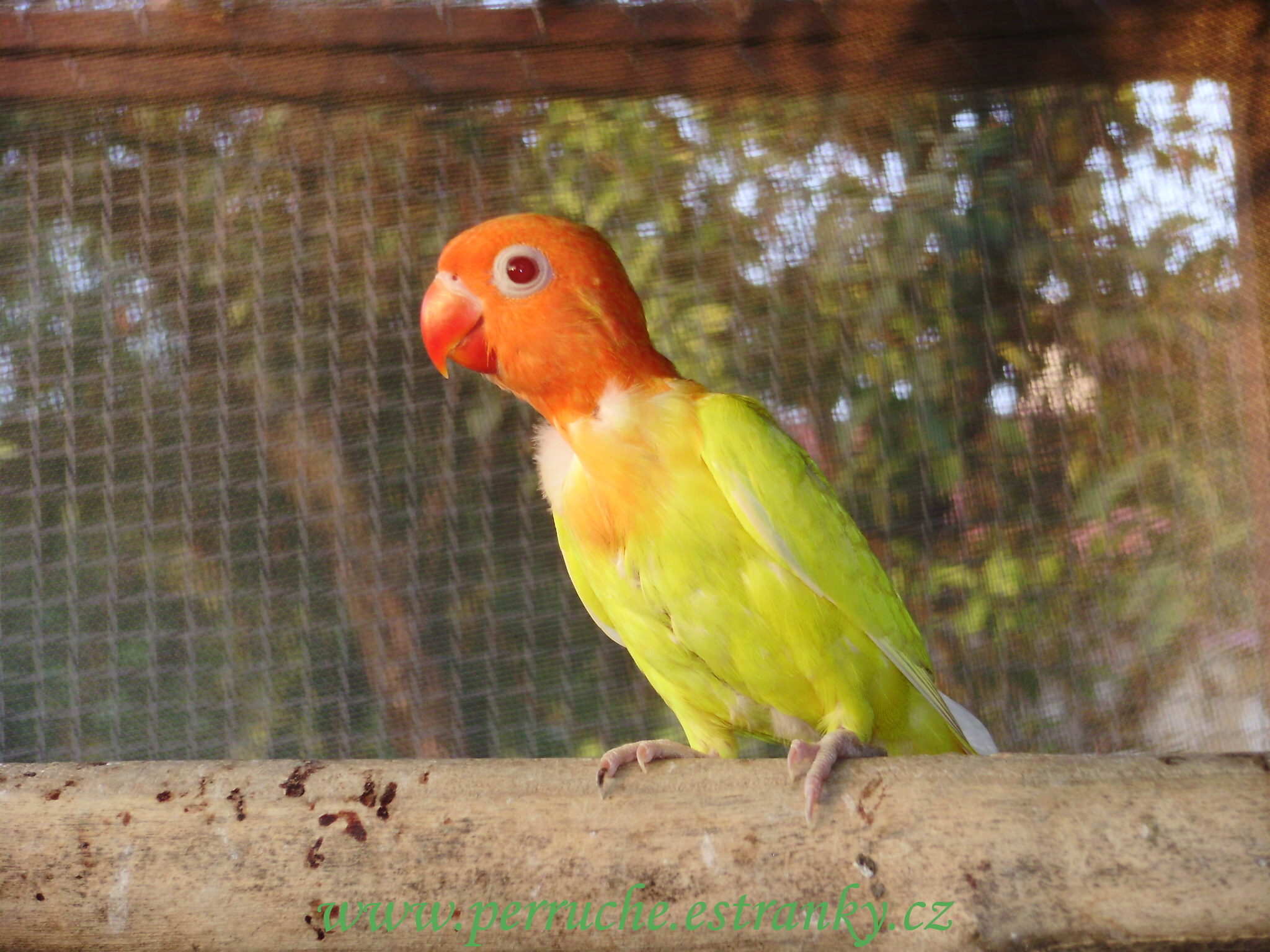 agapornis lutino 2010 001.jpg